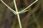 Largeleaf rose gentian